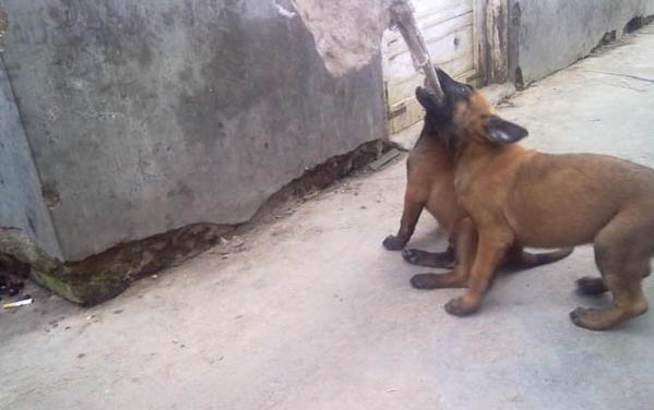 馬犬幾個月是危險期?