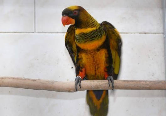 玄鳳鸚鵡多大可以繁殖