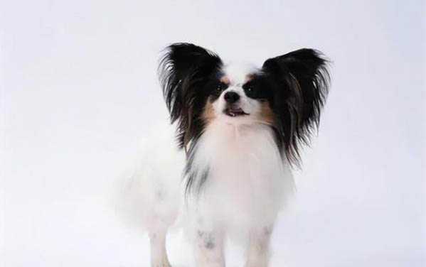 蝴蝶犬最多能長多大