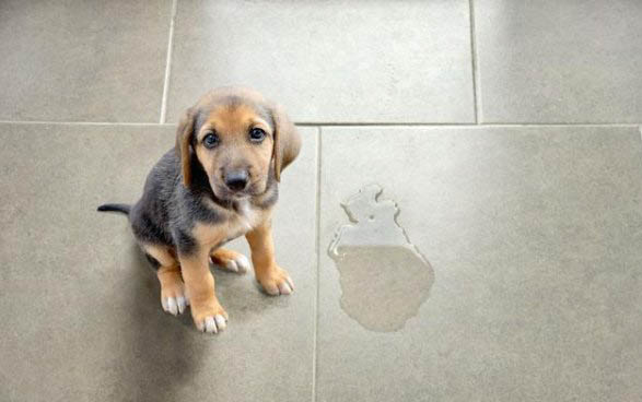 狗狗犬瘟一直喘粗氣怎么辦