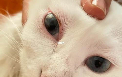 貓牙齦炎怎么治療