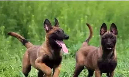 馬犬生產過程要多久