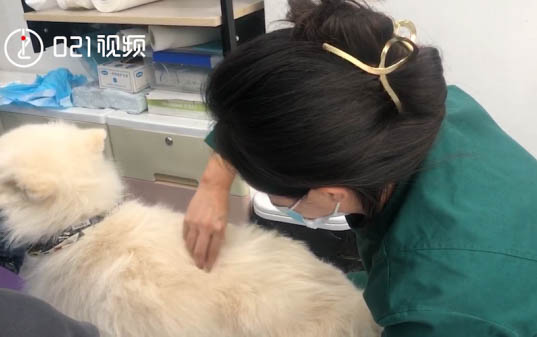 狗狗體外驅蟲前能洗澡嗎