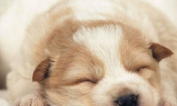 狗狗腿瘸了可以自愈嗎