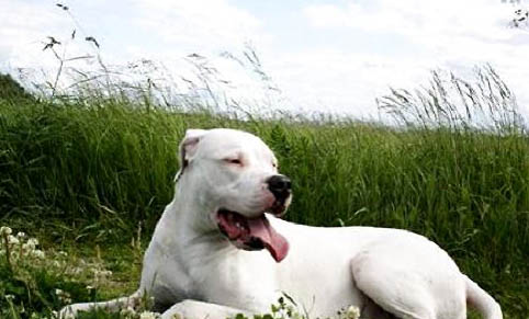 杜高和比特犬哪個(gè)厲害