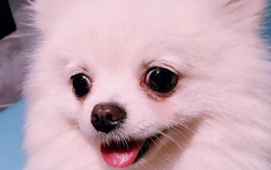 如何挑選純種哈多利系博美犬