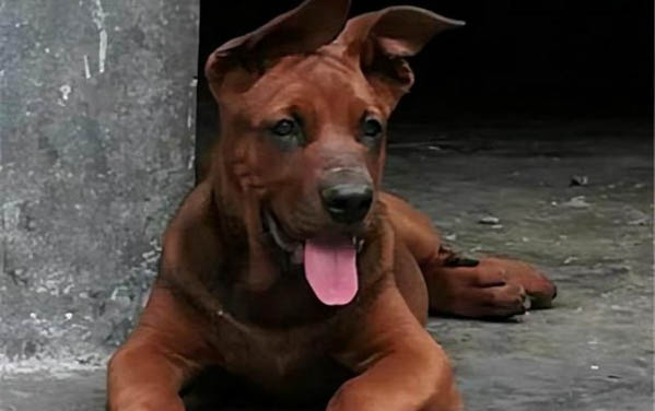 邊境牧羊犬細(xì)小打針后嗜睡
