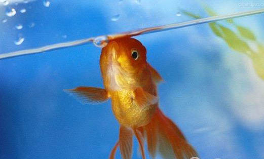 家養的小金魚吃什么食物?