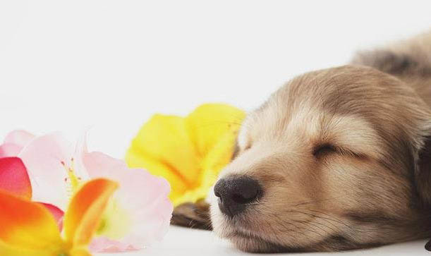 幼犬得了冠狀能活嗎