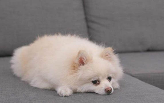 狗狗下面流血是什么原因?