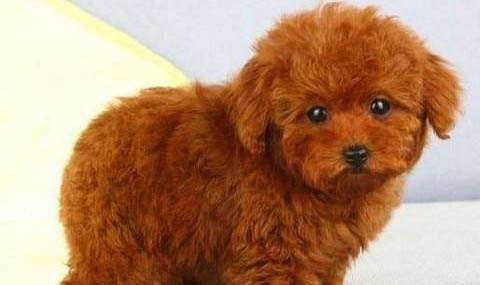 標準泰迪犬體型