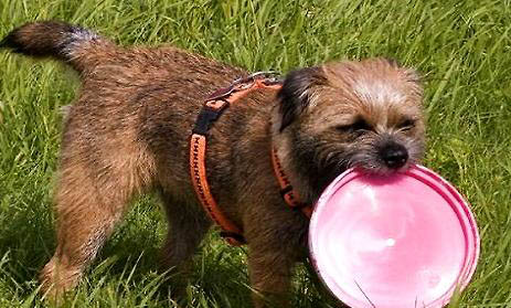 英國獵狐犬需要訓練什么
