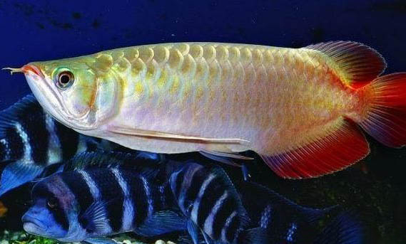龍魚季節性拒食要多久