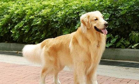 金毛犬腹部腫大,如何判斷是否腹水?