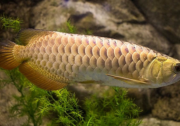 金龍魚多少錢一條?名貴觀賞魚果然不便宜!