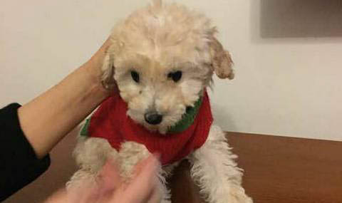 如何自制貴賓犬狗糧