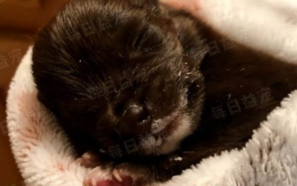 貓貓感冒癥狀是什么?
