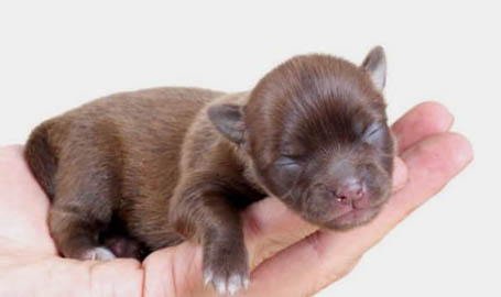 幼犬犬瘟熱能治好嗎