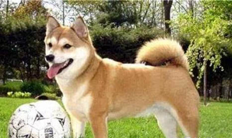 柴犬和秋田犬哪個好養