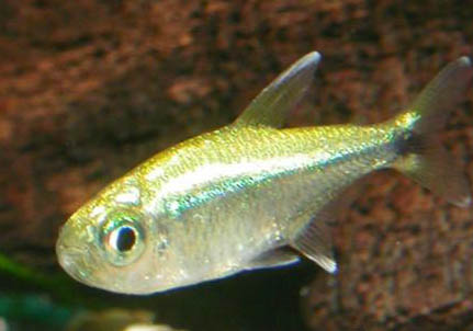 養什么魚容易爆缸