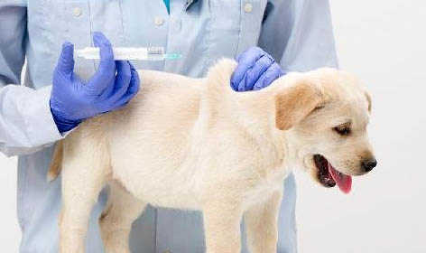 幼犬拉稀還嘔吐怎么辦啊?