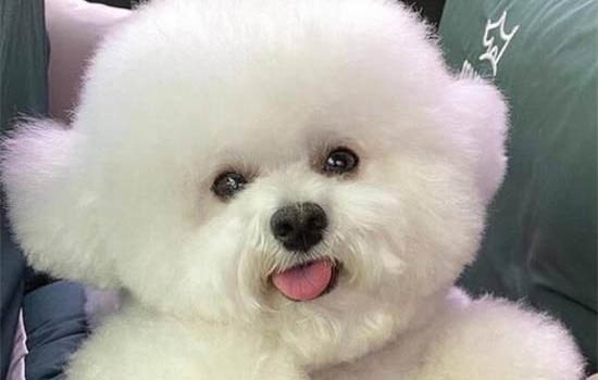 怎么判斷狗狗是不是出現腹水癥狀