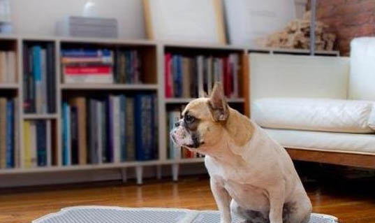 一般成年犬被傳染犬瘟要多久