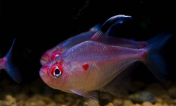 觀賞魚飼養用什么容器