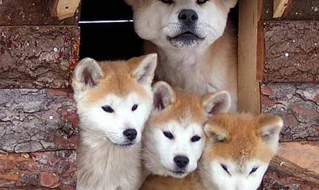 秋田犬可以換主人嗎