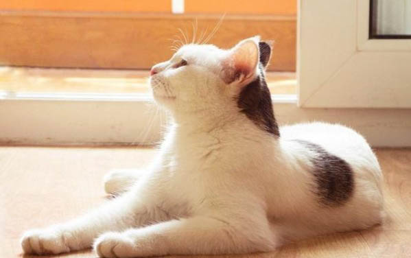貓咪乳糖不耐癥怎么辦？