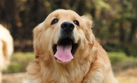 導盲犬小q是什么犬拉布拉多的溫順有更多人喜愛!