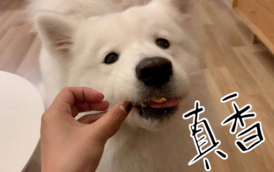 狗狗懷孕了能吃打蟲藥嗎？