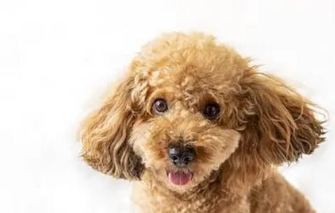 泰迪犬體外驅(qū)蟲哪個好