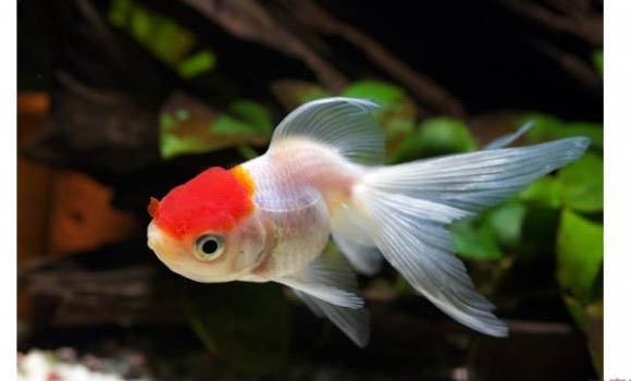 三伏天釣魚難嗎