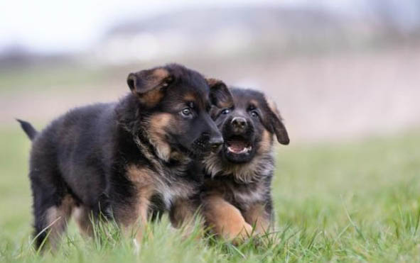 幼犬糧成犬可以吃嗎