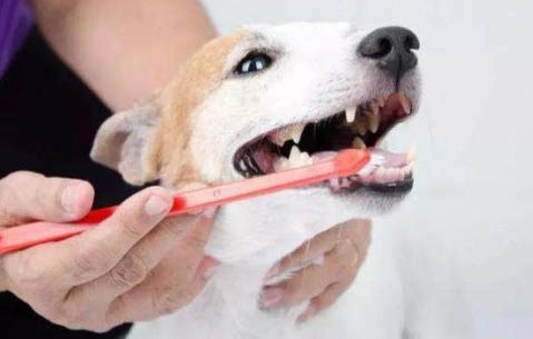 狗狗絕育要多少錢
