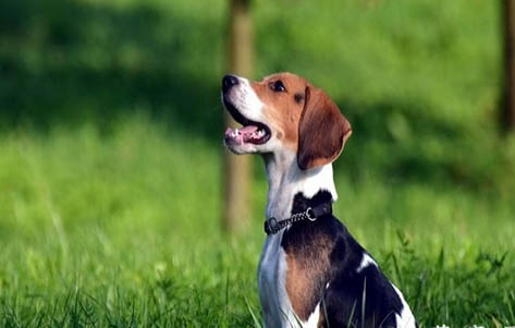 比格犬有哪些缺點呢？