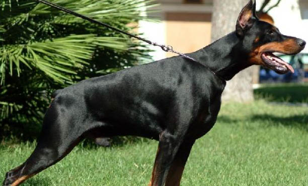 拳師犬與杜賓哪個(gè)好