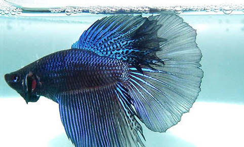 孔雀魚一次生多少小魚啊