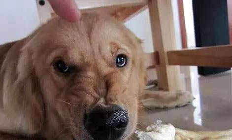 狗狗訓練多少錢