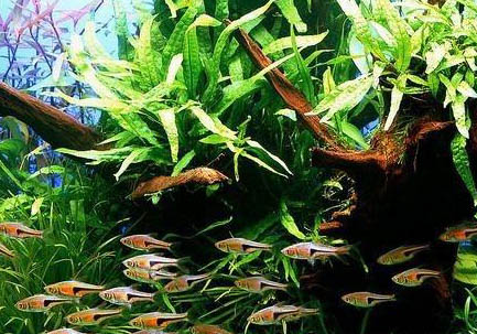 藍(lán)三角魚的飼養(yǎng)環(huán)境注意要點