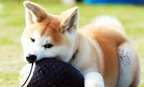 中國禁養柴犬