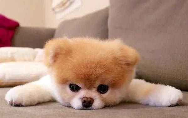 狗狗打胎藥有哪些