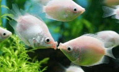 接吻魚飼養注意事項