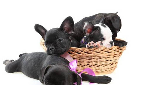 法國斗牛犬最便宜多少錢一只