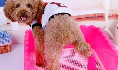 狗狗神經(jīng)性犬瘟抽搐吃什么藥