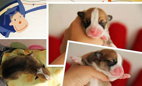幼犬得狂犬病都有什么癥狀