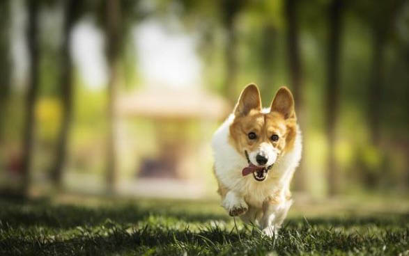 狗狗可以吃蝦嗎