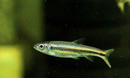 胡子魚繁殖技巧