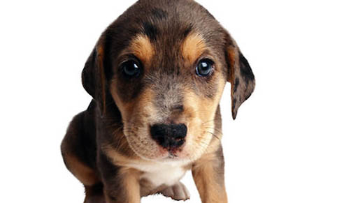 狗狗得了犬瘟反復發(fā)燒會持續(xù)多久